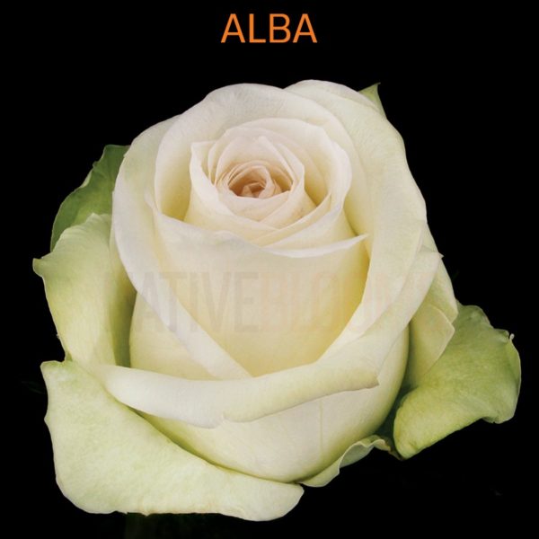Роза Альба