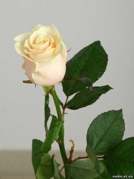 Роза «Вендела».